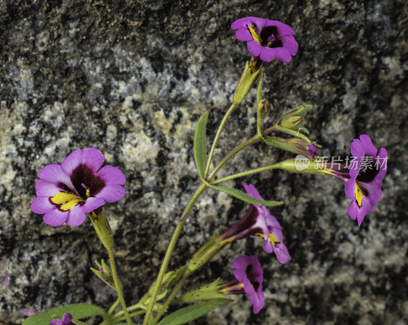 Mimulus filicaulis, Hetch Hetchy Monkeyflower，是加州特有的，在那里它只知道来自马里波萨和图奥勒姆县的内华达山脉。位于加州内华达山脉的约塞米蒂国家公园。Phymaceae。